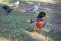 Profile head on full body crested mallard