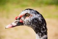 Profile of the head of a Muscovy Duck Royalty Free Stock Photo