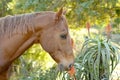 Horse smelling a blooming aloe