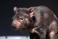 Profile of the head of a sarcophilus harrisii also known as a tasmanian devil Royalty Free Stock Photo