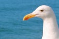 Profile of the head of a seagull Royalty Free Stock Photo