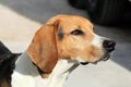 American Foxhound Profile