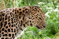 Profile Head Shot of Back Lit Amur Leopard Royalty Free Stock Photo