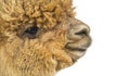 Profile head shot of a Medium fawn alpaca - Lama pacos, isoltaed