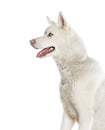 Profile Head shot of a panting Husky looking away, isolated on white