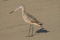 Profile of a healthy Marbled Godwit