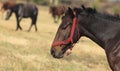 Profile of a horse