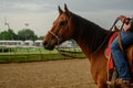 Profile of Horse over dirt track Royalty Free Stock Photo