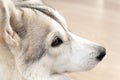 Profile husky head close-up white and grey