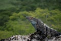 Profile of an iguana sunbathing on a rock with a green tropical forest background Royalty Free Stock Photo