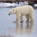 Polar bear walking on thin ice Royalty Free Stock Photo