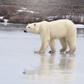 Polar bear walking on thin ice Royalty Free Stock Photo