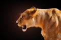 Profile image of the angry female lion over dark