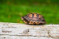 Profile image of Box Turtle sitting on a fallen log