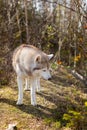 Profile Image of cute dog breed Siberian husky standing in the forest and eating fresh leaves in spring Royalty Free Stock Photo