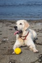 Profile Image of A funny dog breed golden retriever lying on the beach with the yellow ball on sea background Royalty Free Stock Photo