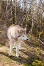 Profile Image of funny dog breed Siberian husky standing in the forest and eating fresh leaves in spring Royalty Free Stock Photo