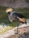 Profile image of a gray crowned crane