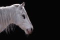 Profile image of a white horse on a black background