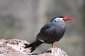 Profile of an Inca Tern Standing on a Rock Royalty Free Stock Photo