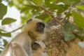 Profile of Indian Langur Mother and Baby Royalty Free Stock Photo