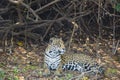 Profile of Jaguar Lying on Forest Floor