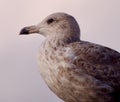 Profile of a juvenile herring gull Royalty Free Stock Photo