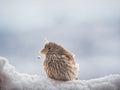 Profile of Juvenile House Finch Perched in Snow Royalty Free Stock Photo