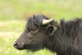 Profile of juvenile water buffalo Royalty Free Stock Photo