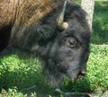 Profile of a large American Bison, Buffalo Royalty Free Stock Photo