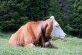 Profile of a large cow with the cowbell ,resting on a meadow in the Italian Dolomite Royalty Free Stock Photo