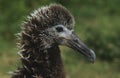 Profile of Laysan Albatross ( Phoebastria immutabilis) nesting