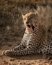 Profile of a leopard licking his own face