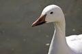 Profile of a Lesser Snow Goose (Chen caerulescens) Royalty Free Stock Photo