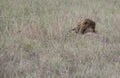 Profile of lion hiding Queen Elizabeth National Park, Uganda