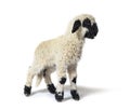 Lovely Lamb Valais Blacknose sheep three weeks old Royalty Free Stock Photo