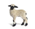 Profile of a lovely Lamb Valais Blacknose sheep three weeks old