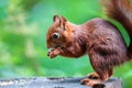 Profile macro view of a Mount Graham red squirrel eating while standing on a tree stump Royalty Free Stock Photo