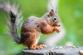 Profile macro view of a Mount Graham red squirrel eating while standing on a tree stump Royalty Free Stock Photo