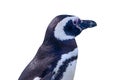 Profile of Magellanic Penguin isolated on white with clipping pa Royalty Free Stock Photo