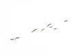 Profile of malards in flight, isolated on white - Anas platyrhynchos Royalty Free Stock Photo