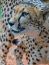 Medium close up profile of cheetah