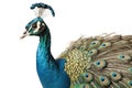 Profile of male indian peafowl on white background. Generative AI Royalty Free Stock Photo