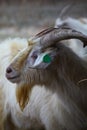 Profile of male Kiko goat Royalty Free Stock Photo