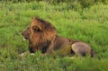 Profile of male lion laying in the grass Royalty Free Stock Photo