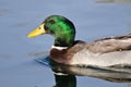 Profile of Male Mallard Duck as It Swims in the Blue Water Royalty Free Stock Photo