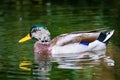 Profile of a male Mallard Duck drake swimming in pond Royalty Free Stock Photo