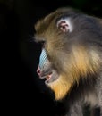 Profile of Mandrill