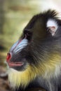 Profile of Mandrill's face