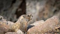 Profile of a Marmot hiding in rocks Royalty Free Stock Photo